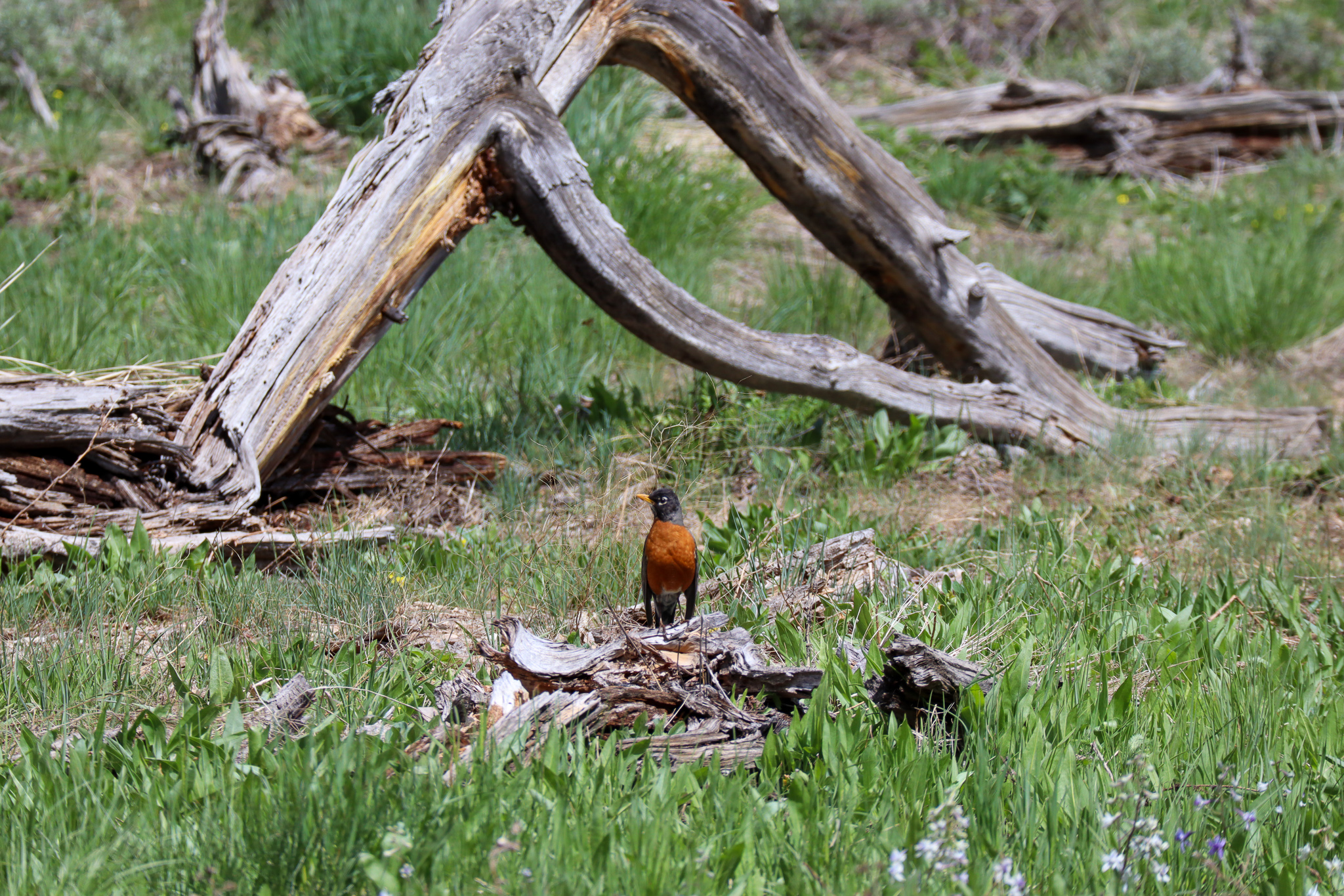 robin - photography - aimee evans