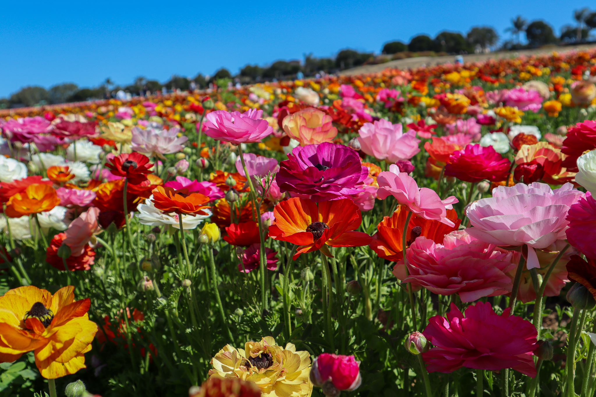 multicolored flowers - photography - aimee evans