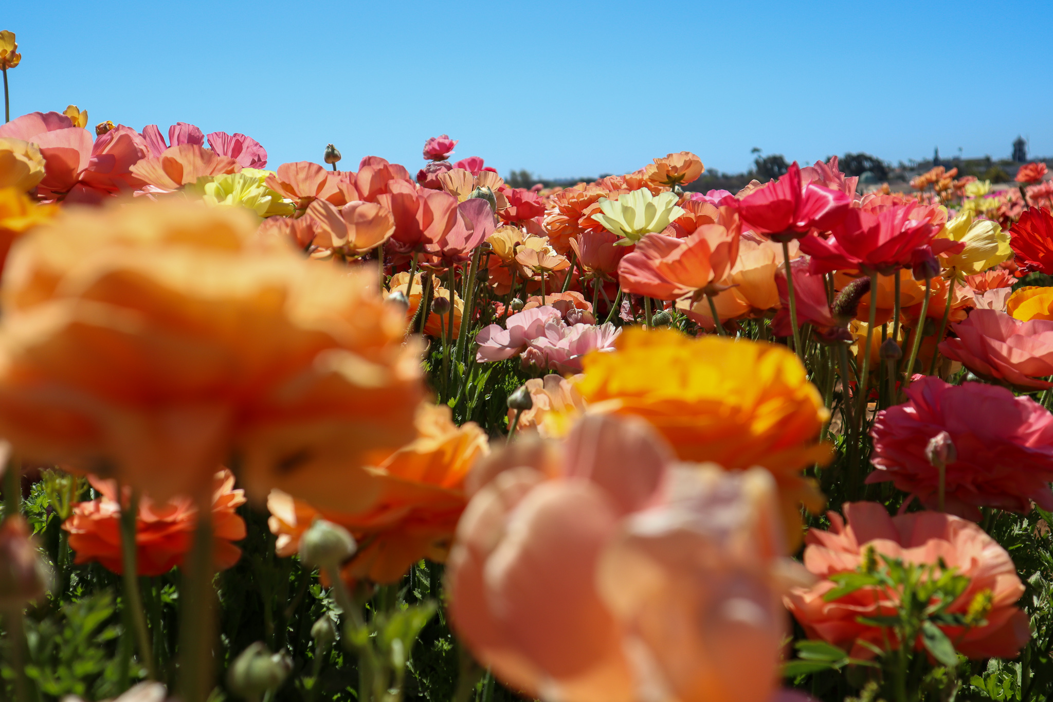 flowers - photography - aimee evans